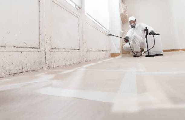 Black mold remediation team in Sterling